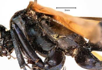 Media type: image;   Entomology 15807 Aspect: thorax lateral